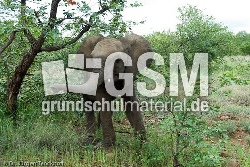 Afrikanischer Elefant (111 von 131).jpg